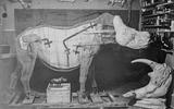 Bilder der historischen Nashornpräparate