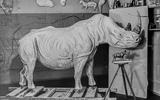 Bilder der historischen Nashornpräparate
