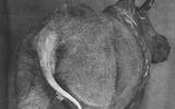Bilder der historischen Nashornpräparate: Erschaffung einer neuen Dermoplastik aus einer Nashornhaut von 1851, Werkstatt Ruprecht, 1920er Jahre