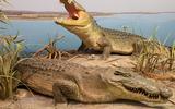 Afrika Diorama 2a Nilkrokodil