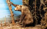 TdN Diorama 305 Grizzlybär