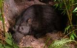 Afrika-Diorama_1_Riesenwaldschwein