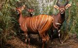 Afrika-Diorama-3 Östlicher oder Kenia Bongo