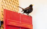 Amsel