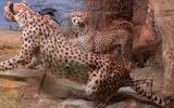 Afrika-Diorama-10b Gepard