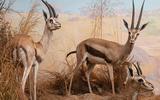 Afrika-Diorama-11b Östliche Thomson-Gazelle