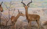 Afrika-Diorama-13a Schwarzfersenantilope