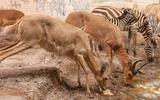Afrika-Diorama-13b Grossriedbock