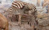 Afrika-Diorama-14a Steppenzebra