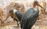 Afrika-Diorama-14b Marabu