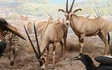 Afrika-Diorama-14c Fransenohr Spiessbock