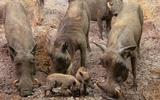 Afrika-Diorama-15b Warzenschwein