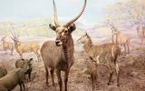 Afrika-Diorama-16 Ellipsen-Wasserbock
