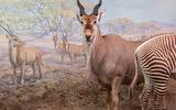 Afrika-Diorama-17a Elenantilope