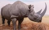 Afrika-Diorama-18a Östliches Spitzmaulnashorn