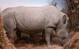 Afrika-Diorama-19a Nördliches Breitmaulnashorn