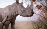 Afrika-Diorama-19b Südliches Breitmaulnashorn