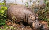 Afrika-Diorama-24a Flusspferd