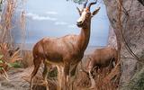 Afrika-Diorama-25 Blessbock