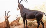 Afrika-Diorama-26 Rappenantilope