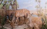 Afrika-Diorama-27 Kleiner Kudu