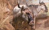 Afrika-Diorama-28a Östliches Weissbartgnu