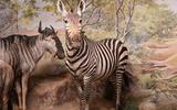 Afrika-Diorama-28b Steppenzebra
