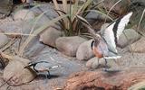 Afrika-Diorama-2b Krokodilwächter