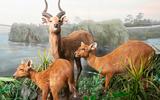 Afrika-Diorama-30 Victoriasee-Sitatunga