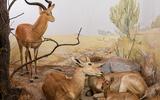 Afrika-Diorama-31 Uganda-Grasantilope