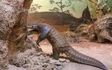 Afrika-Diorama-33c Riesenschuppentier
