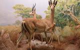 Afrika-Diorama-34 Nördliche Grant-Gazelle