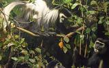 Afrika-Diorama-35 Mantelaffe
