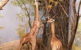 Afrika-Diorama-38 Giraffengazelle