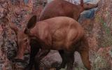 Afrika Diorama-5 Erdferkel