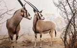 Afrika-Diorama-6 Spiessbock