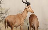 Afrika-Diorama-7 Hunter Antilope