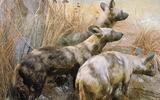 Afrika-Diorama-9a Afrikanischer Wildhund