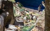 TdN-314a Vogelfelsen