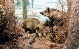 Wildschwein