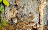 Waldmaus