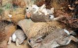 Wildkaninchen