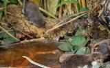 Wasserspitzmaus
