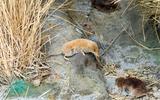 Waldspitzmaus