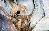 Europäische Wildkatze