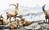 Alpensteinbock