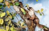 Baummarder