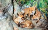 Rotfuchs