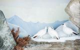 Alpenschneehuhn