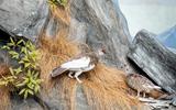 Alpenschneehuhn